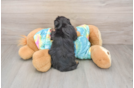 Yorkie Poo Puppy for Adoption