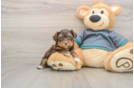 Little Yorkie Poodle Mix Poodle Mix Puppy