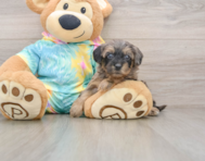 8 week old Yorkie Poo Puppy For Sale - Premier Pups