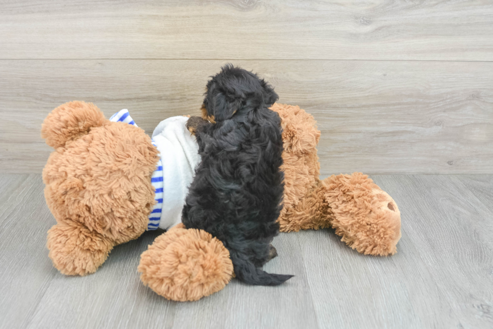 Energetic Yorkie Doodle Poodle Mix Puppy