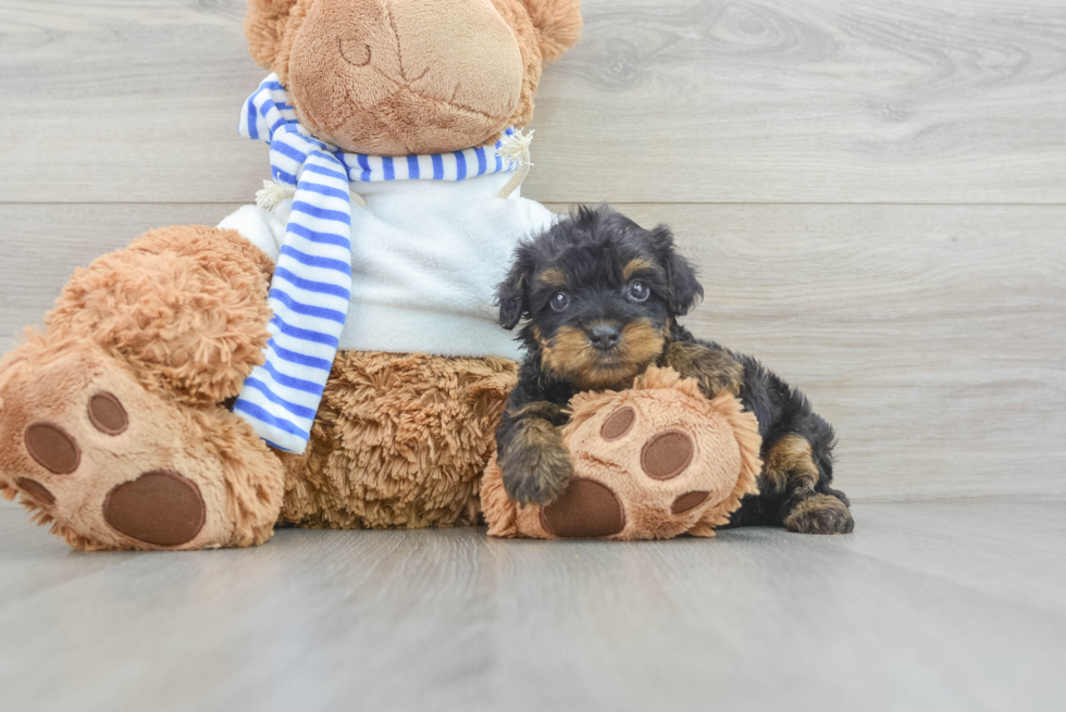 Yorkie Poo Pup Being Cute