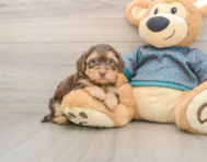 7 week old Yorkie Poo Puppy For Sale - Premier Pups