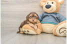 Yorkie Poo Pup Being Cute
