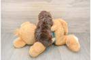 Popular Yorkie Poo Poodle Mix Pup