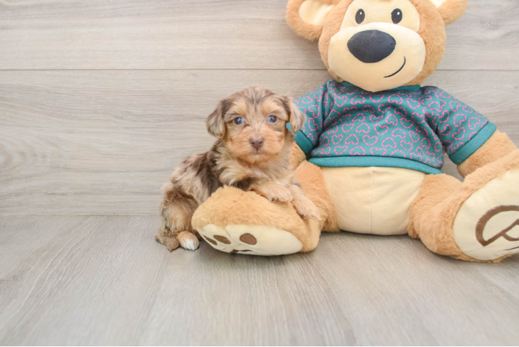 Best Yorkie Poo Baby