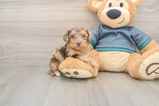 Best Yorkie Poo Baby