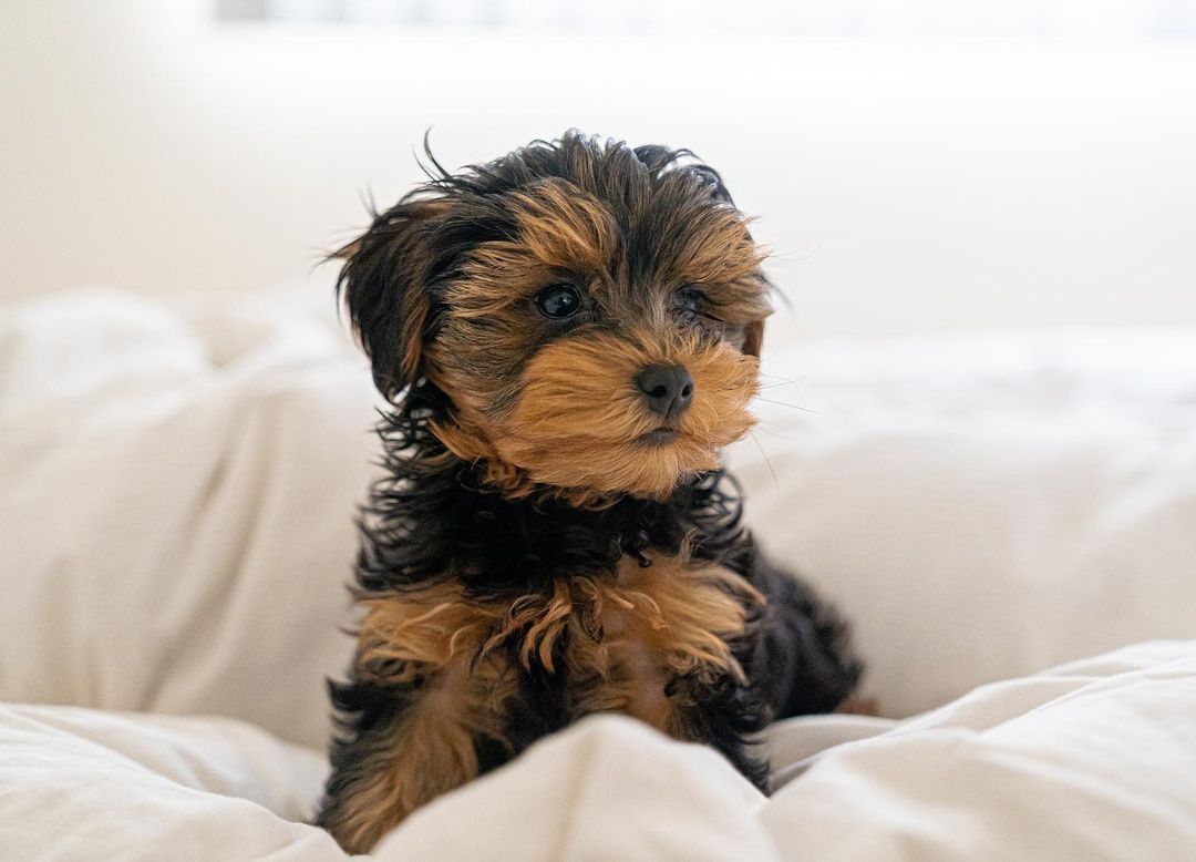 Yorkie Poo Puppy For Sale - Premier Pups