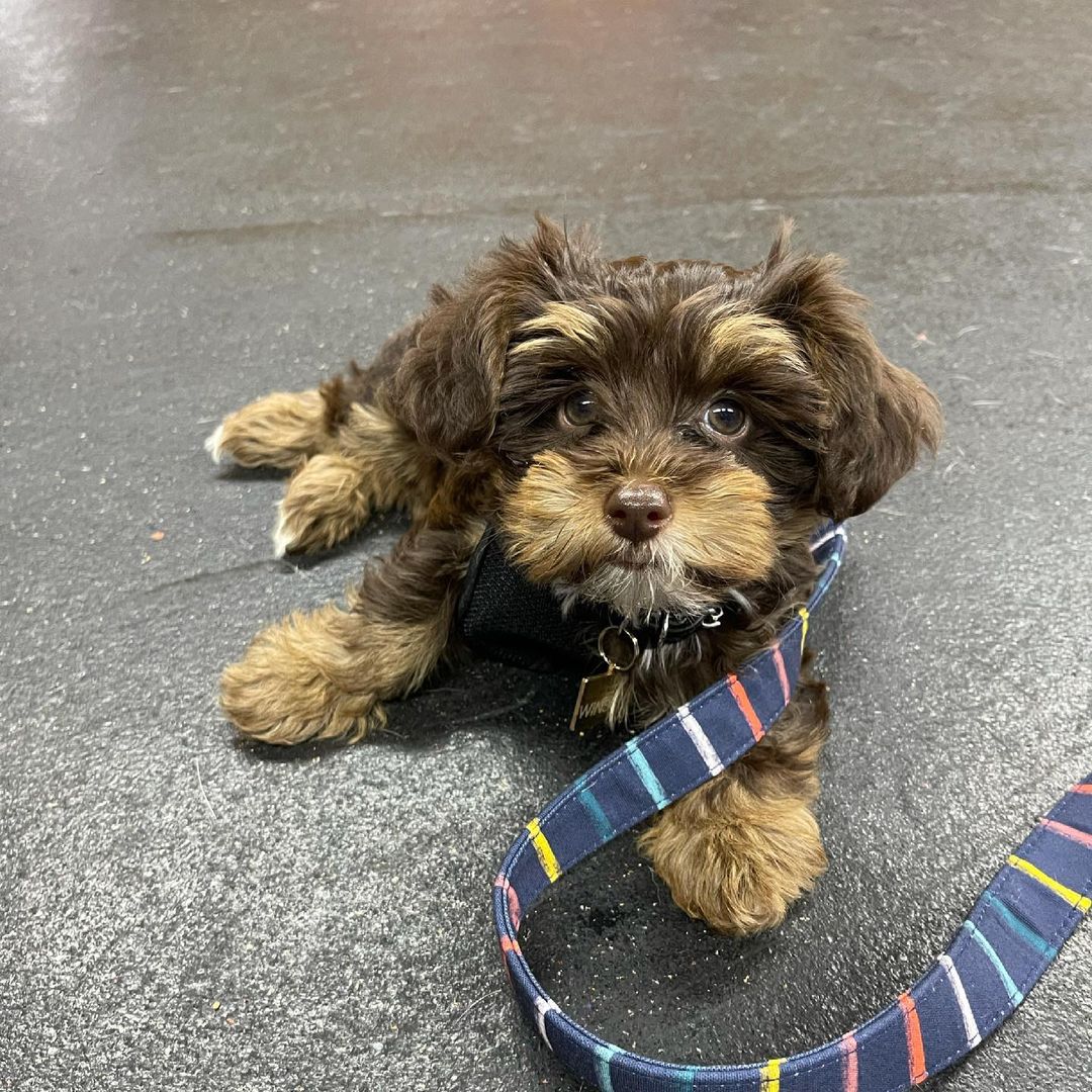 Brown and tan Yorkie Poo on a leash