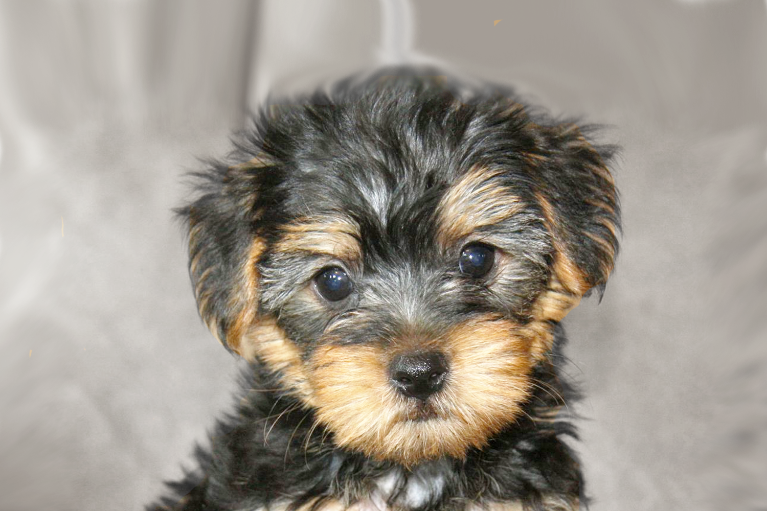 Yorkie Poo Puppies For Sale - Premier Pups