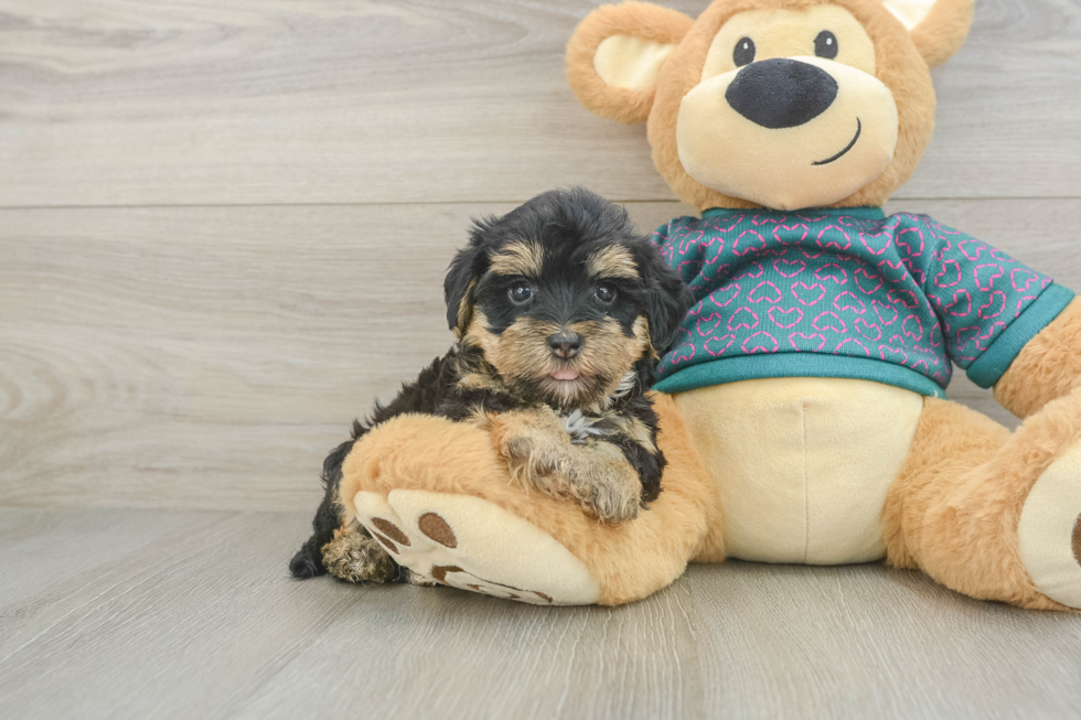 Yorkie Poo Puppy for Adoption