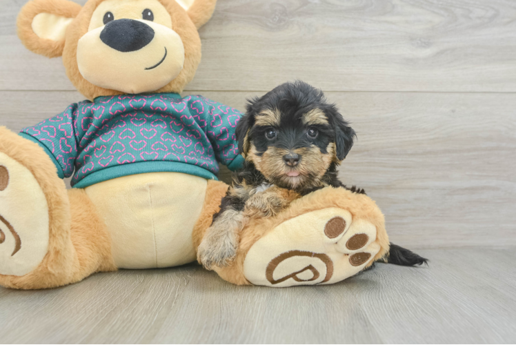 Yorkie Poo Pup Being Cute