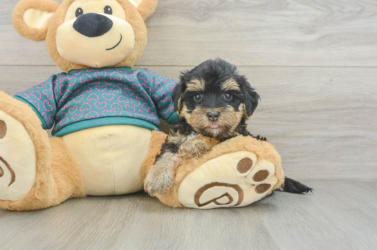 Yorkie Poo Pup Being Cute