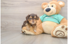 Best Yorkie Poo Baby