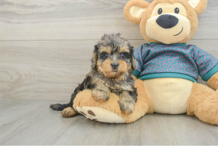 Yorkie Poo Pup Being Cute