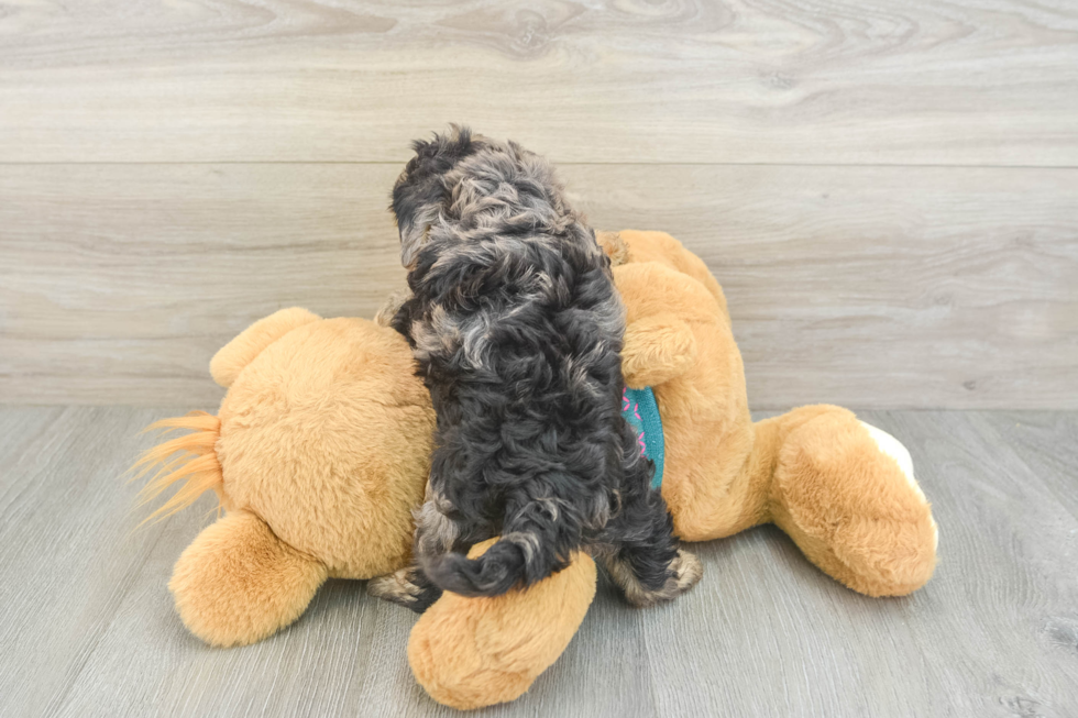 Happy Yorkie Poo Baby