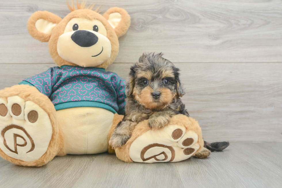 Yorkie Poo Pup Being Cute