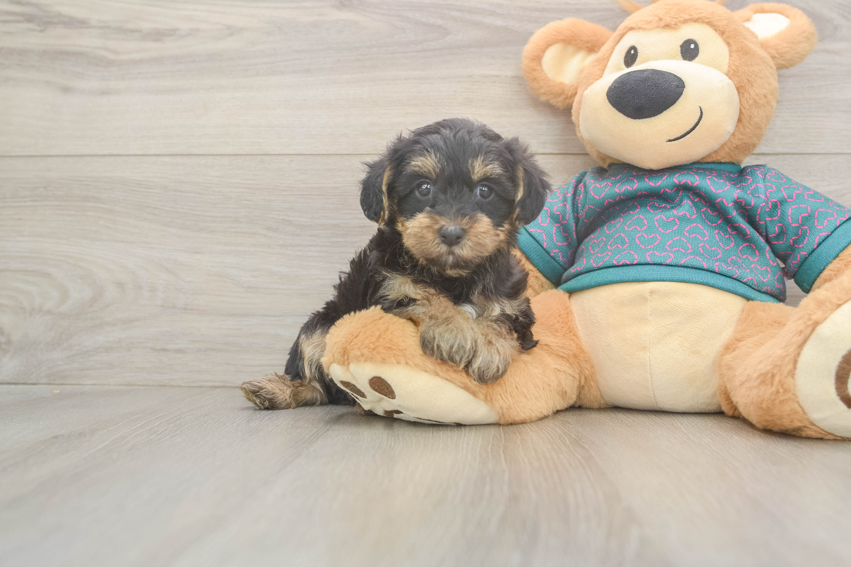 Yorkie Poo Pup Being Cute