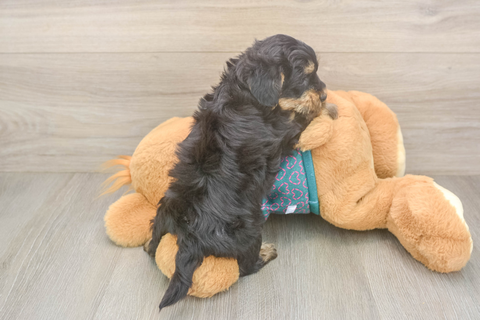 Best Yorkie Poo Baby