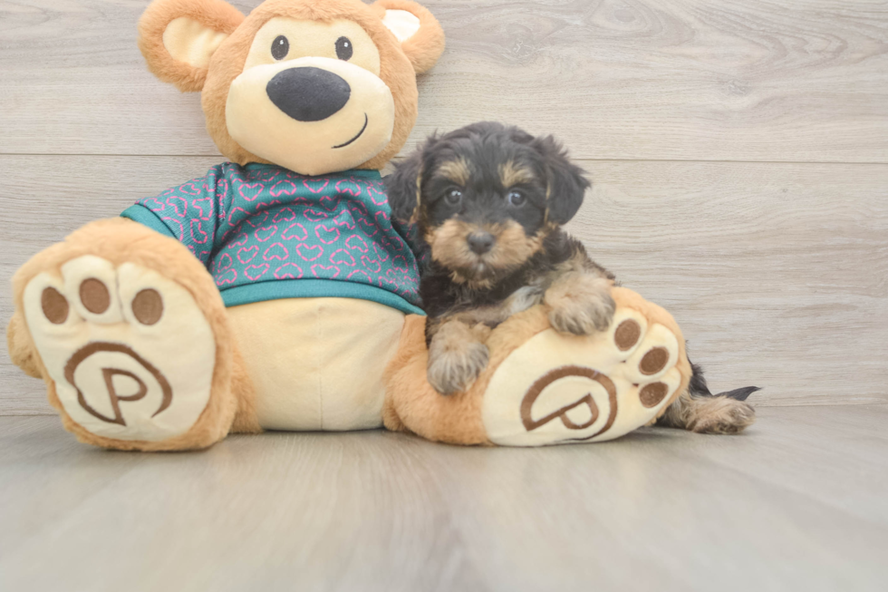 Best Yorkie Poo Baby