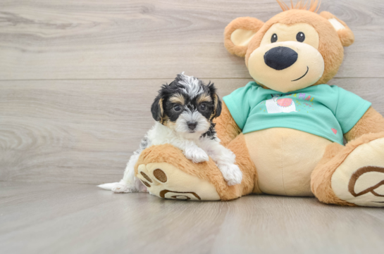 Small Yorkie Poo Baby