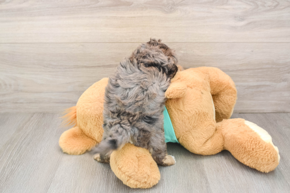 Yorkie Poo Puppy for Adoption