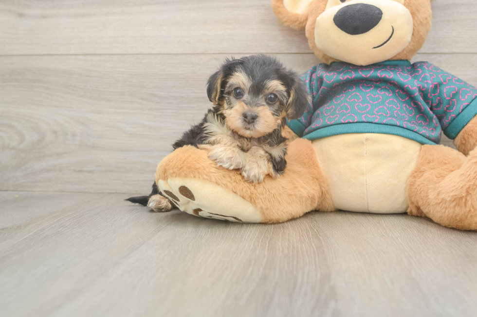 Yorkie Poo Puppy for Adoption