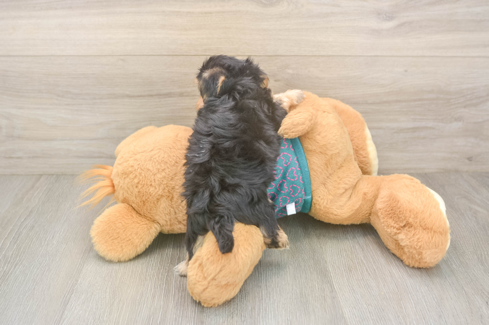 Best Yorkie Poo Baby