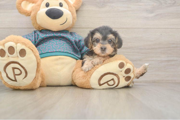 Best Yorkie Poo Baby