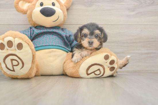 Best Yorkie Poo Baby