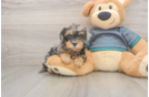 Playful Yo Yo Poo Poodle Mix Puppy
