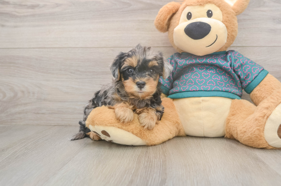 6 week old Yorkie Poo Puppy For Sale - Premier Pups