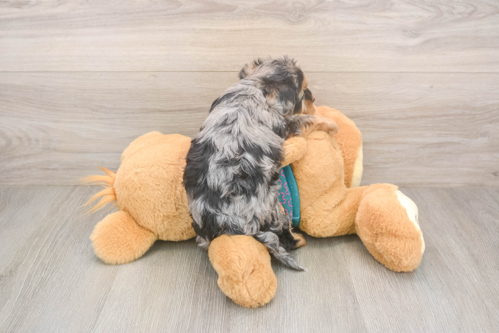 Fluffy Yorkie Poo Poodle Mix Pup