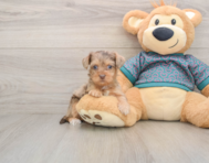 8 week old Yorkie Poo Puppy For Sale - Premier Pups