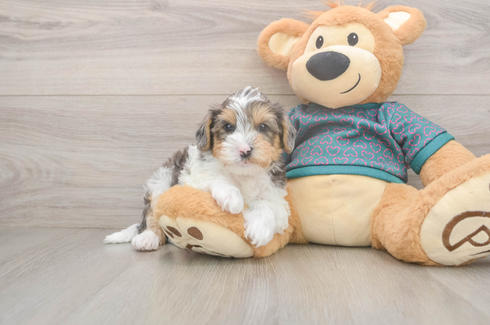 6 week old Yorkie Poo Puppy For Sale - Premier Pups