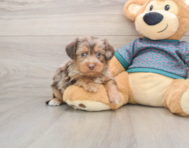 8 week old Yorkie Poo Puppy For Sale - Premier Pups