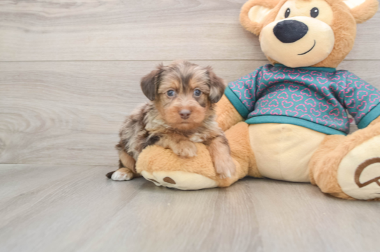 Yorkie Poo Puppy for Adoption