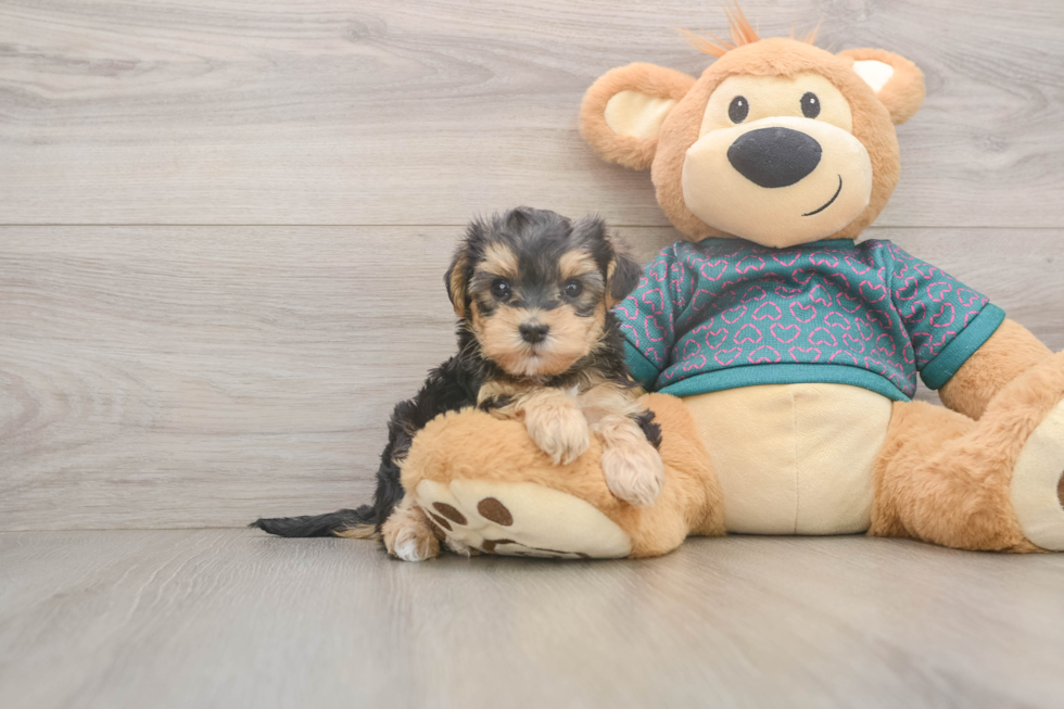 Yorkie Poo Pup Being Cute