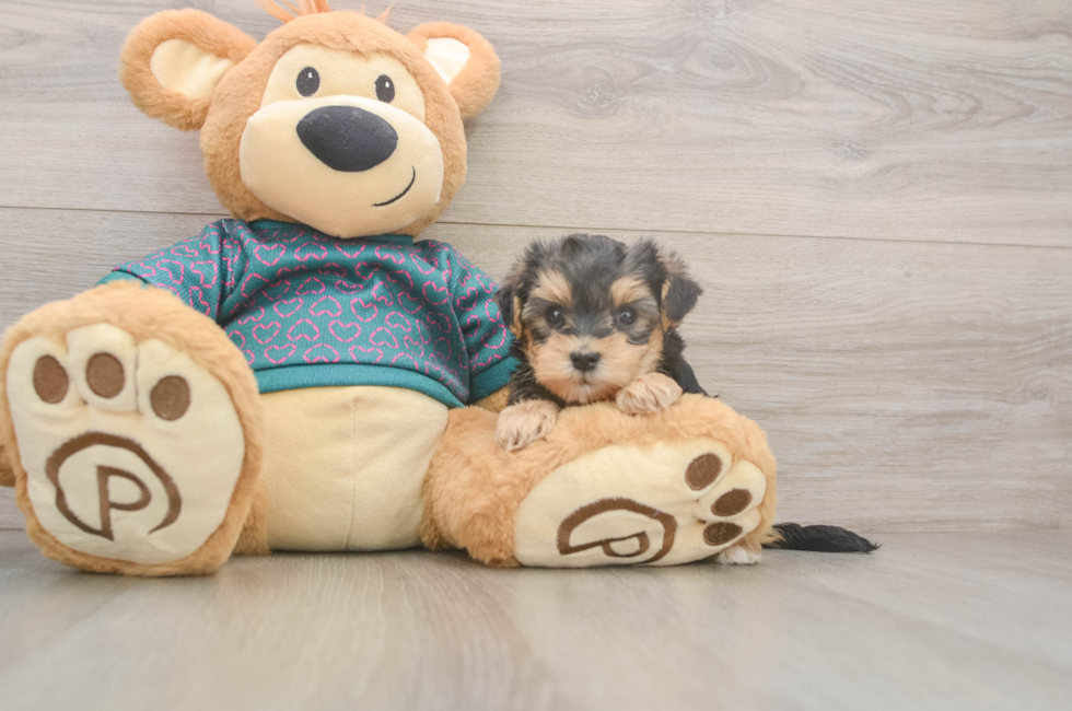 6 week old Yorkie Poo Puppy For Sale - Premier Pups