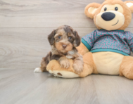 8 week old Yorkie Poo Puppy For Sale - Premier Pups