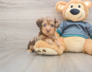 8 week old Yorkie Poo Puppy For Sale - Premier Pups
