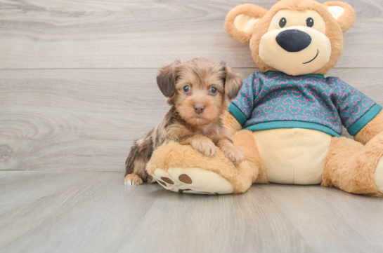 Smart Yorkie Poo Poodle Mix Pup