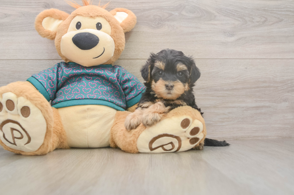 6 week old Yorkie Poo Puppy For Sale - Premier Pups