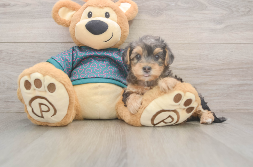 6 week old Yorkie Poo Puppy For Sale - Premier Pups