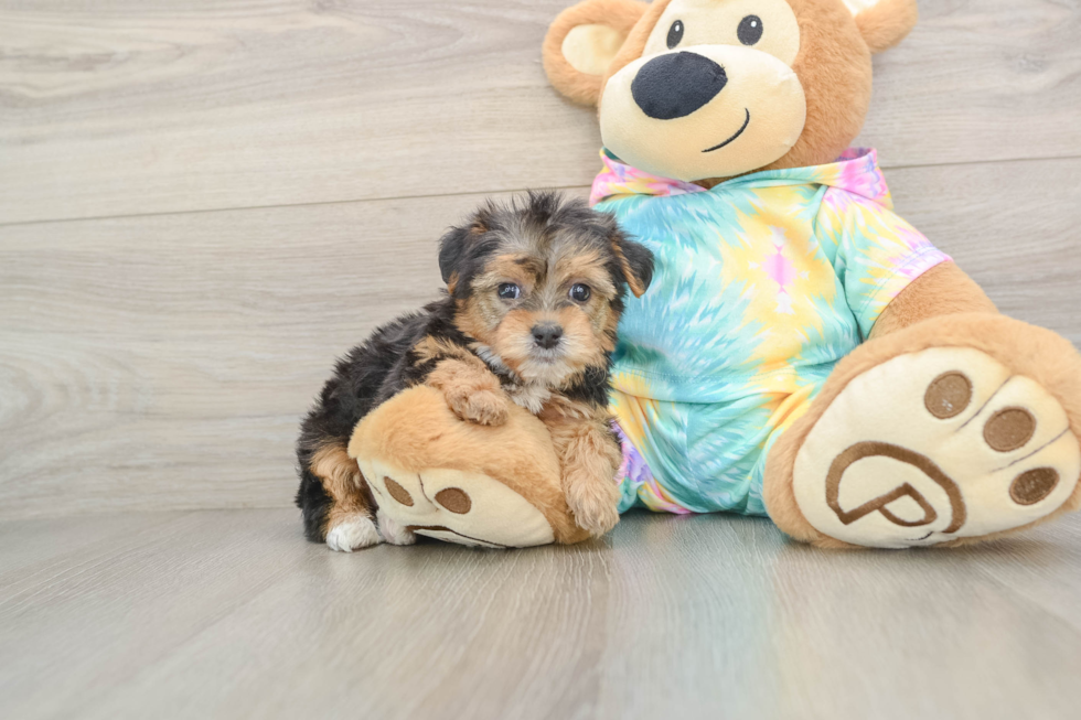 Adorable Yorkiedoodle Poodle Mix Puppy