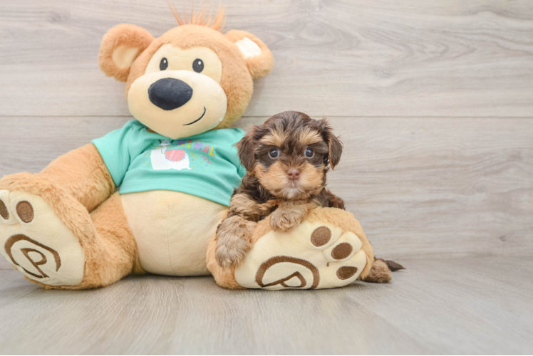 Adorable Yorkiedoodle Poodle Mix Puppy