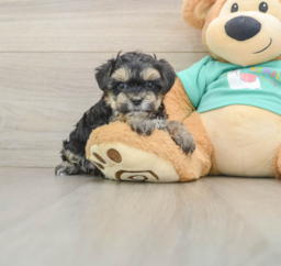 8 week old Yorkie Poo Puppy For Sale - Premier Pups