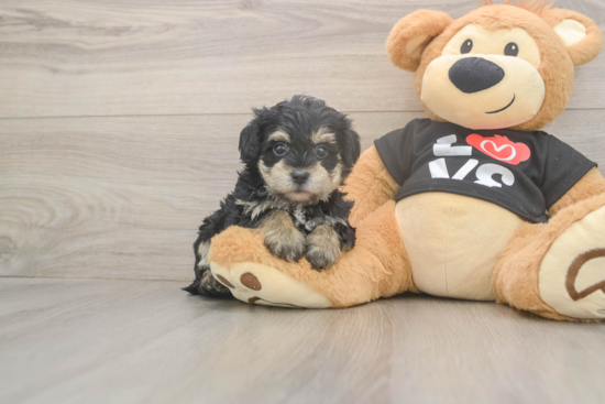 Playful Yo Yo Poo Poodle Mix Puppy