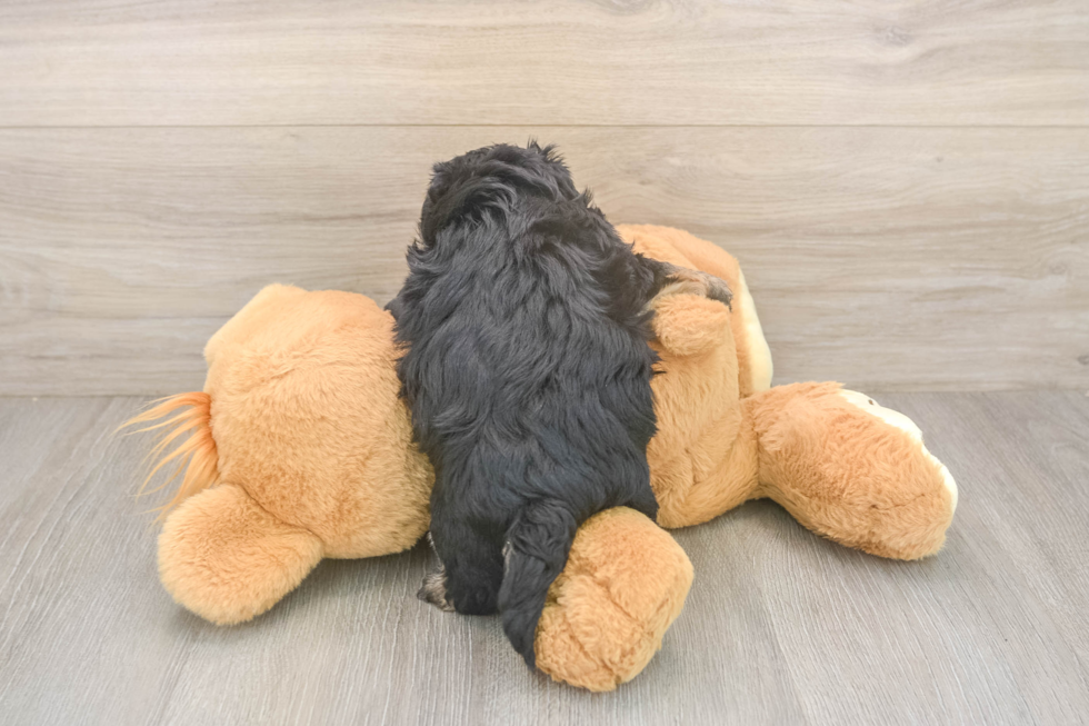 Happy Yorkie Poo Baby