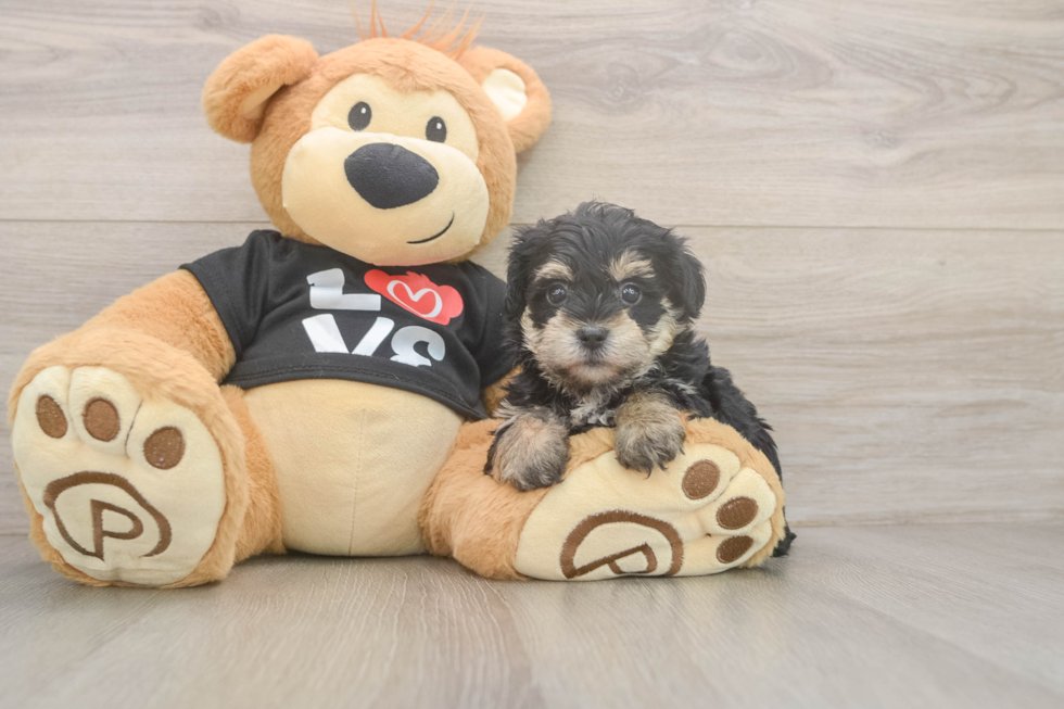 Funny Yorkie Poo Poodle Mix Pup