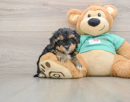 8 week old Yorkie Poo Puppy For Sale - Premier Pups